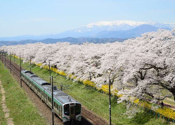 東北賞櫻景點～青森、山形等櫻花與電車絕配美景5選！