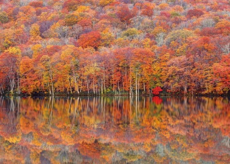 蔦沼池位於十和田湖以北，秋季時拜訪可以見到這樣的美麗景色（照片來源：PIXTA）