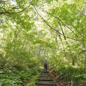 Shirakami-Sanchi