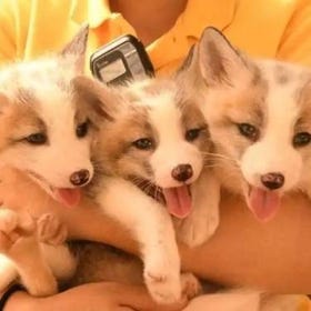 蔵王キツネ村