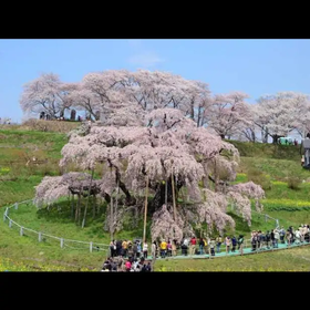 三春滝桜