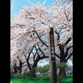 기타카미텐쇼치 벚꽃축제