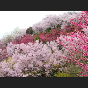 花見山公園