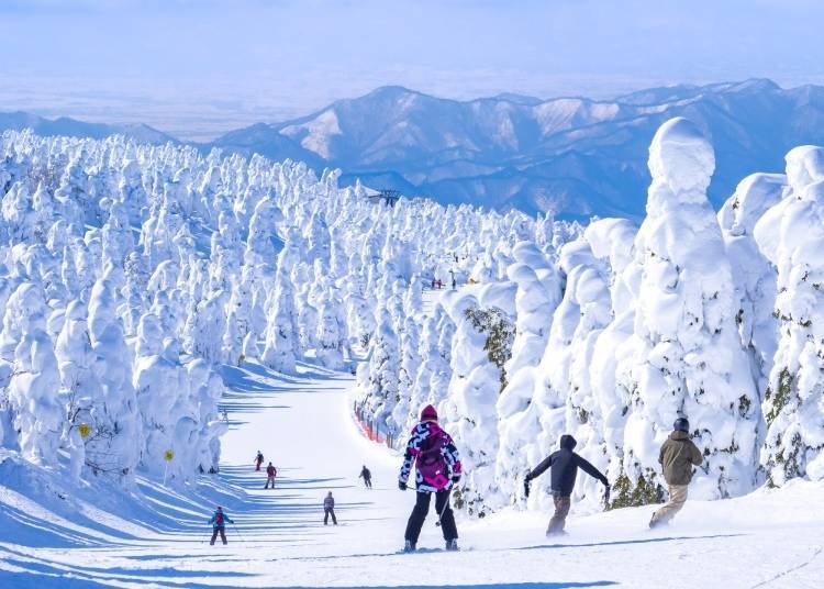 사계절 모두 아름다운 자오산은 특히 겨울에 온천 료칸과 "스노우 몬스터"라고 불리는 많은 눈 덮인 나무들 사이에서 스키를 타는 것으로 유명하다. (사진: PIXTA)