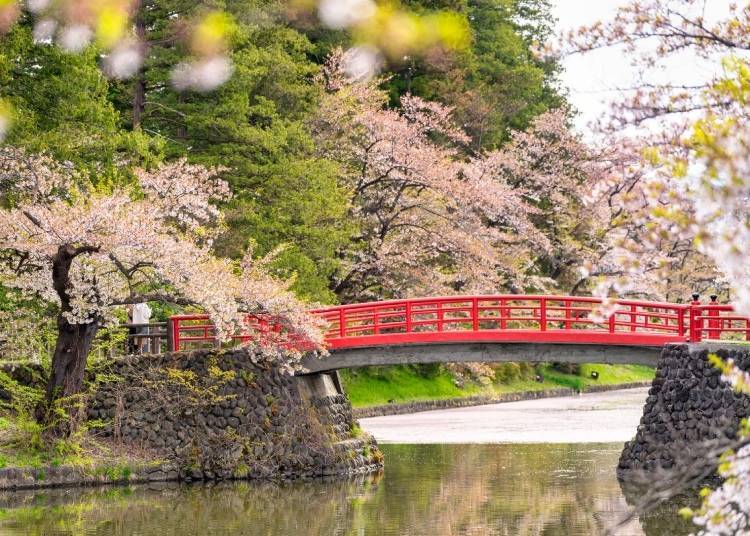 요네자와 성터 주변 해자. 봄에는 이 지역이 아름다운 벚꽃으로 뒤덮힌다. (사진: PIXTA)