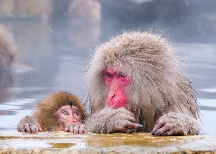 Jigokudani Snow Monkey Park (Image: PIXTA)