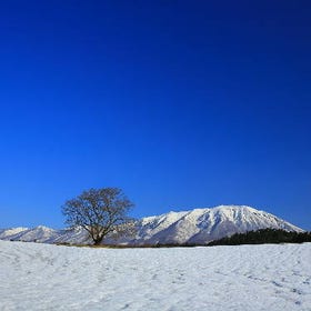 Koiwai Farm (Winter Snow Festival)
(Photo: PIXTA)