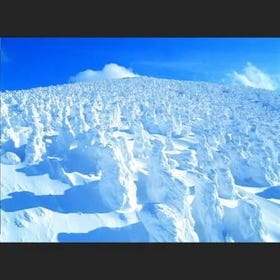 [冬季奇景]宮城藏王樹冰