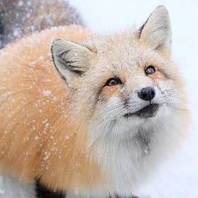 [下雪時看更可愛]宮城藏王狐狸村
照片素材：PIXTA