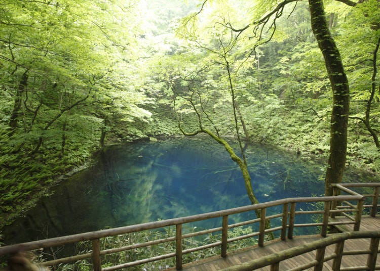 시라카미 산지의 ‘아오이케 연못’