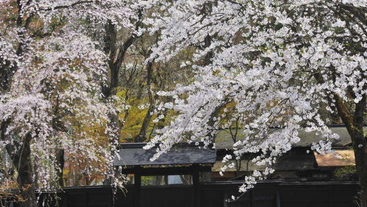 Travel Guide to Kakunodate: Akita's Charming Historic Town Featuring Samurai Residences & Weeping Cherry Blossoms