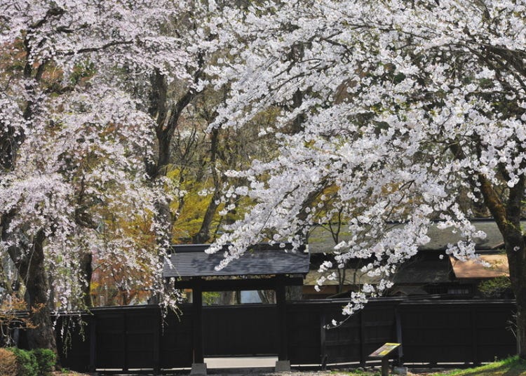아키타 여행 - 가쿠노다테의 볼거리 총정리! 무사저택과 수양벚꽃 등 레트로 감성 자극하는 거리