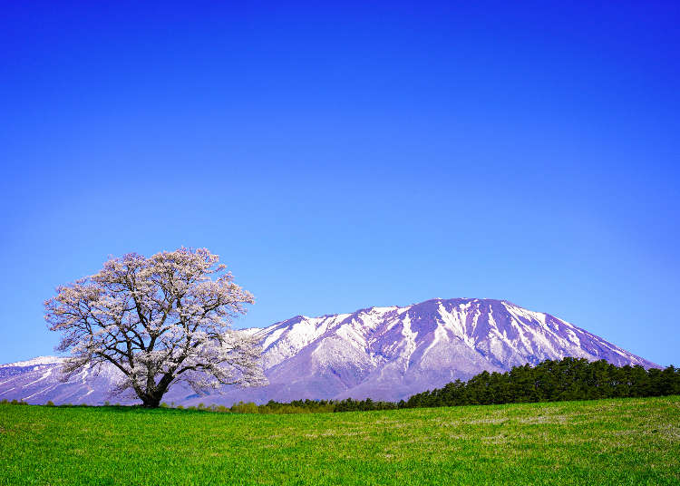 Iwate Prefecture Guide: Destinations, Activities, Travel Advice, Shopping & More