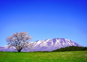 Iwate Prefecture Guide: Destinations, Activities, Travel Advice, Shopping & More