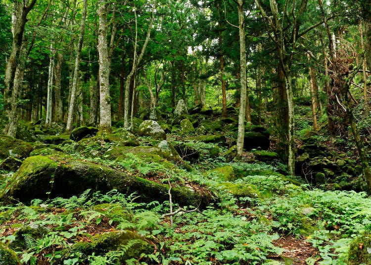 Some of the trekking path around Gohyaku Rakan (Photo: PIXTA)