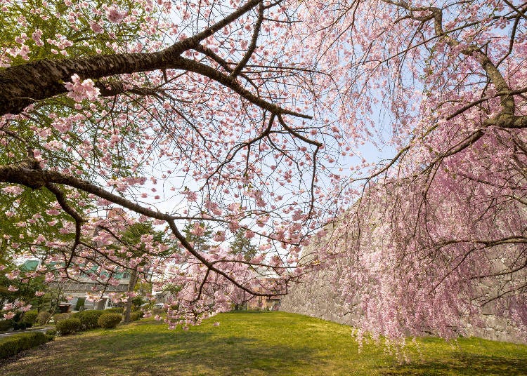 Morioka Castle Ruins Park is famous for its spring cherry blossoms and autumn foliage. (Photo: PIXTA)