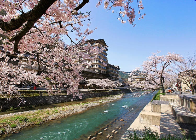 Atsumi Onsen town sakura in the daytime. (Photo: PIXTA)