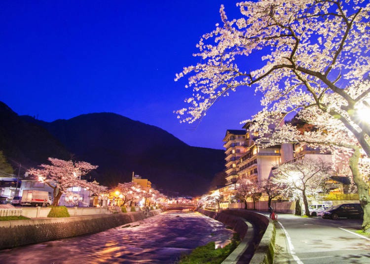Atsumi Onsen town sakura lit up at night. (Photo courtesy of Stay Yamagata.)