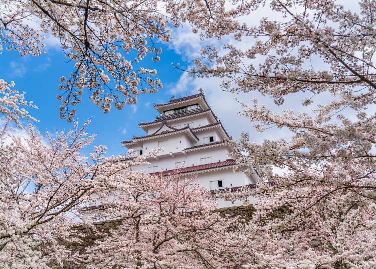 The spring is one of the most popular seasons to visit Tsuruga Castle (Photo: PIXTA)