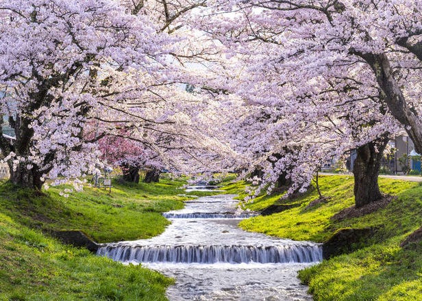 福島賞櫻景點10選：從福島的歷史當中更能體會櫻花的勇氣與魅力！