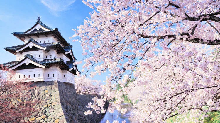 Top 10 Places in Aomori to See the Cherry Blossoms in 2025