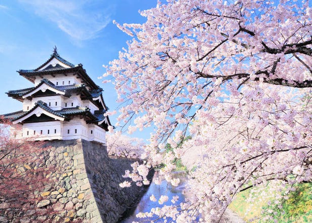 Top 10 Places in Aomori to See the Cherry Blossoms in 2025