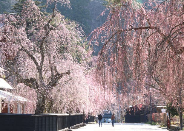 到角館、千秋公園看櫻花！2025年秋田縣10大賞櫻景點＆交通攻略