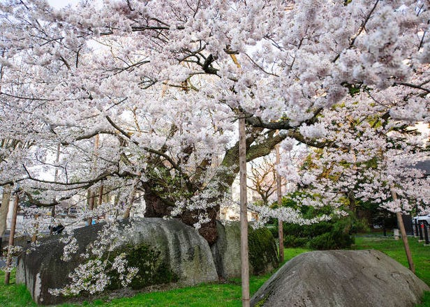 Top 10 Places in Iwate to See the Cherry Blossoms in 2025