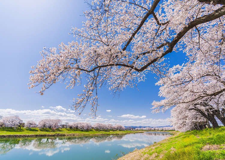宮城賞櫻景點10選：一起探索上一代所傳承的櫻花精神吧！