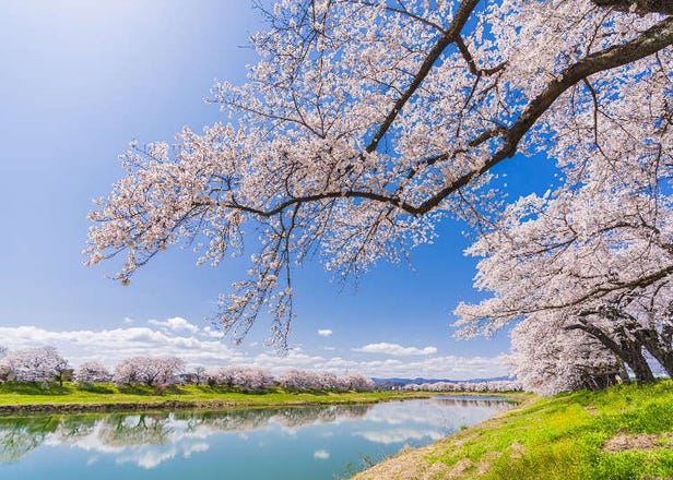 宮城賞櫻景點10選：一起探索上一代所傳承的櫻花精神吧！