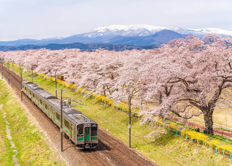 The 575.7-kilometer-long JR Tohoku Line passes along a portion of the Hitome Senbonzakura, between JR Ogawara and JR Funaoka Stations (Image: PIXTA)