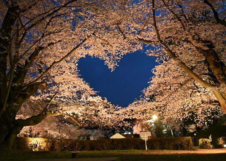 Enjoy the Gorgeous Hirosaki Cherry Blossom Festival in Aomori (April-May 2025)