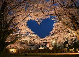 2025年最新！日本青森弘前的櫻花祭，4月中旬開始～