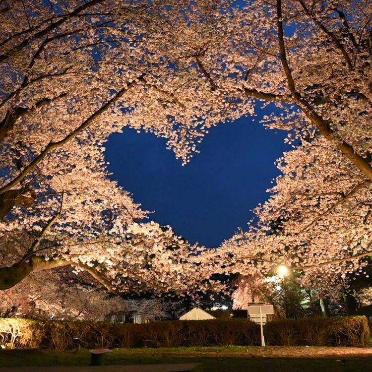 Enjoy the Gorgeous Hirosaki Cherry Blossom Festival in Aomori