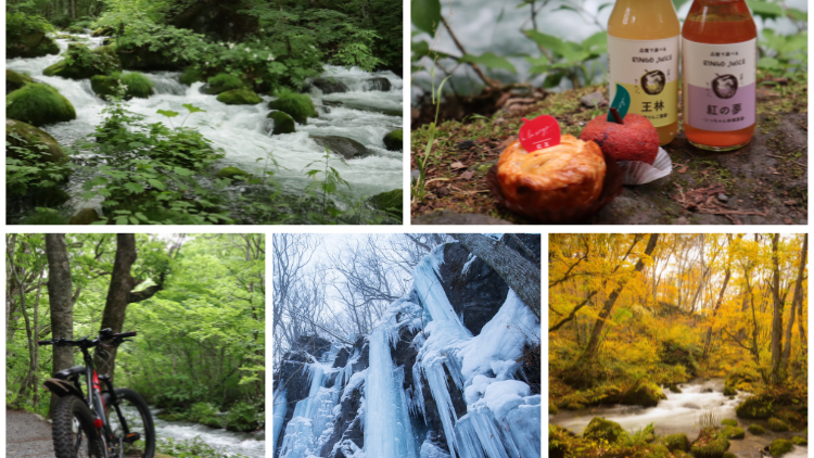 Enjoy the Untouched Beauty of Oirase Keiryu (Aomori): Japan's Hidden Nature Gem