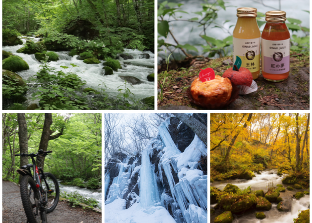 Enjoy the Untouched Beauty of Oirase Keiryu (Aomori): Japan's Hidden Nature Gem