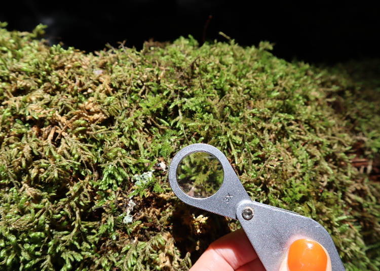 1) Moss Walk: Immerse Yourself in the Beauty of Moss!
