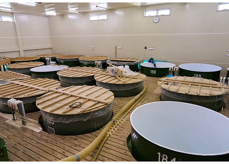 They say each tank produces several hundred bottles of sake.