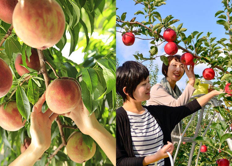 Known as Japan’s “Fruit Kingdom,” Fukushima boasts an abundance of delicious produce.