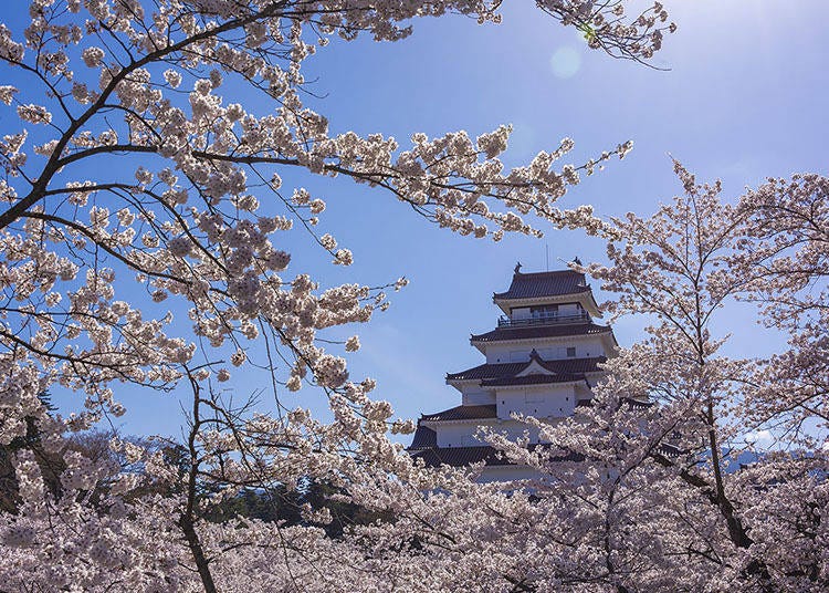 Tsuruga Castle is one of Fukushima’s beloved cherry blossom destinations, featuring 1,000 trees set within a scenic park perfect for leisurely spring strolls.