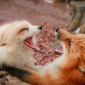 [From Sendai Station] Zao Fox Village & Ginzan Onsen Day Trip Tour
Photo: (Klook)