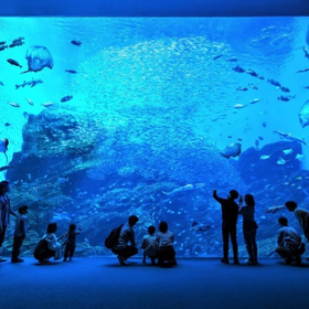 Sendai Umino-Mori Aquarium Ticket
Photo: (Klook)