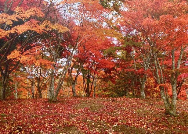 Aomori's Quiet Side in Autumn: 5 Scenic Spots in Hachinohe According to a Local