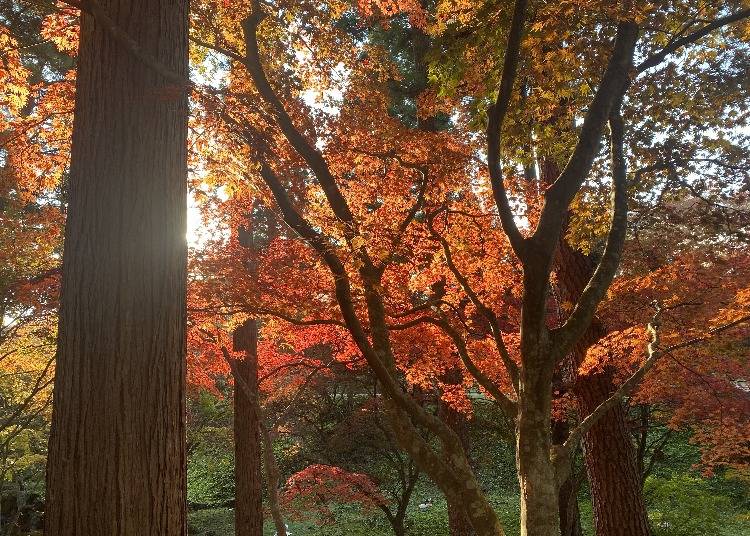 4. Kakko No Mori Eco-Land