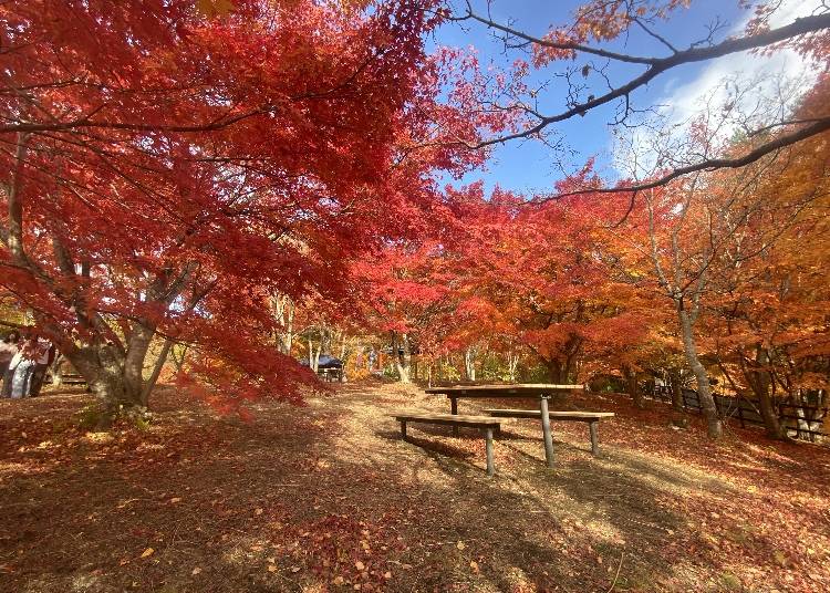 5. Momiji-en at Narawazudake