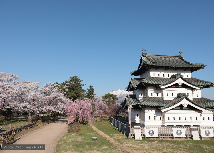 Chasing Cherry Blossoms in Spring: How to Catch Tohoku at Peak Bloom by Shinkansen