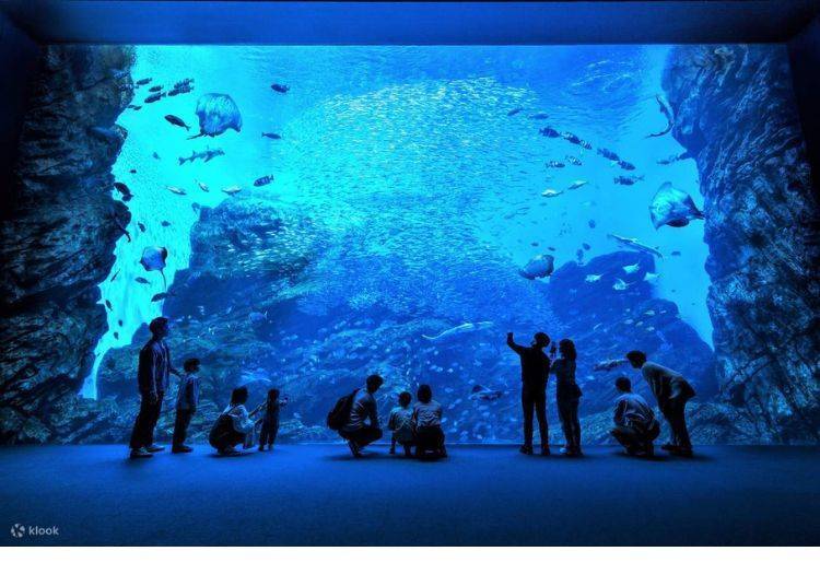 加州海獅「小櫻」演出