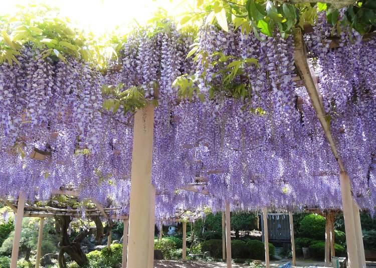 金蛇水神社花祭