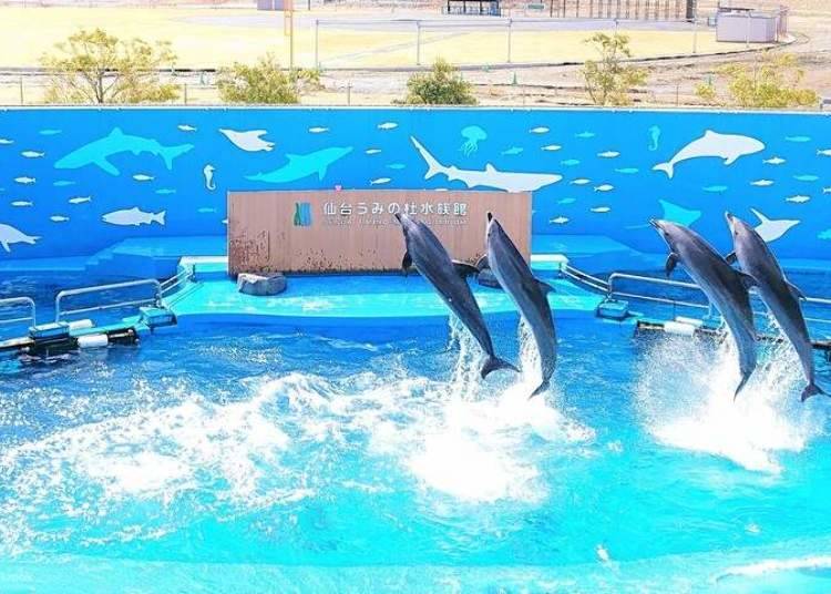 圖片來源:Sendai Umino Mori Aquarium via Klook