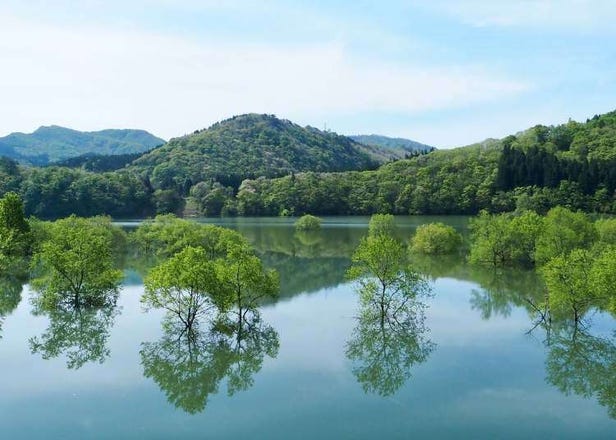 This Dreamy 'Underwater Forest' in Japan Only Appears in Spring